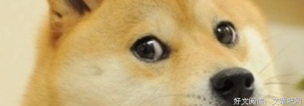 《忠犬八公物语》经典观后感集