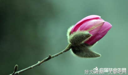 君可知的优美句子