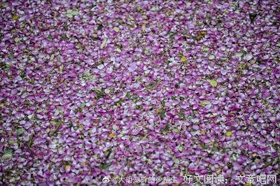 关于开到荼蘼花事了的句子