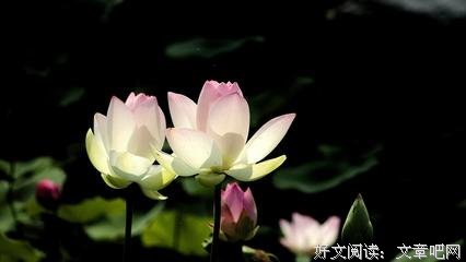 幽默经典的句子