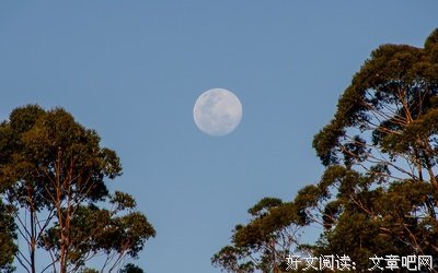 关于张爱玲的句子