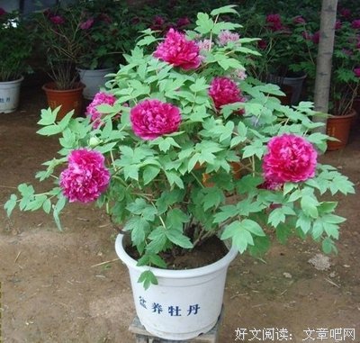 理查·狄维士名言大全