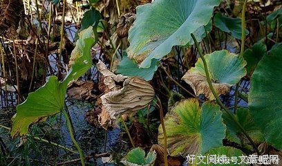 与众不同的名句_关于与众不同的名句