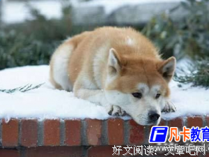 《忠犬八公》的读后感大全
