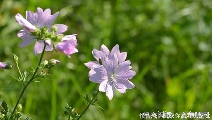 哈哈经典的句子