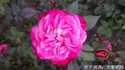 有关生无所息的句子