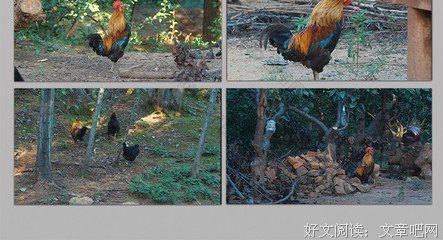 《公鸡打鸣，母鸡下蛋》影评摘抄