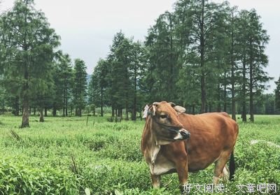 《咱们的牛百岁》的影评大全