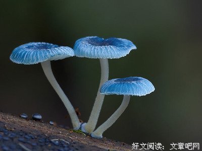 《奇先生妙小姐·双语故事（全20册）》读后感精选