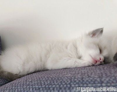 猫咪家庭医学大百科读后感精选