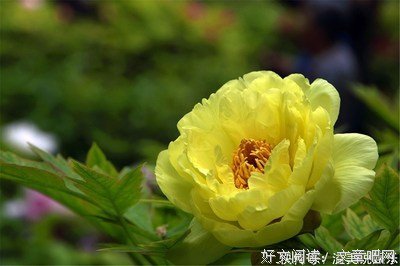 《传说》的句子