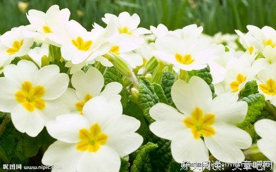 花田半亩好词好句
