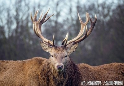 《无痕》的句子