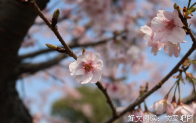 关于秒速五厘米的优美句子
