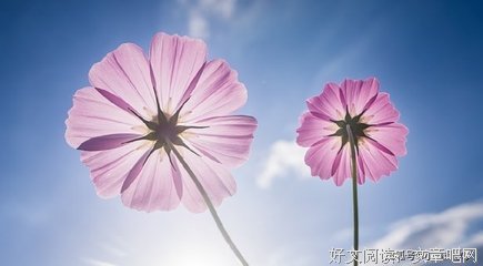 最经典的《子比言值配得上你的优雅》经典句子大全