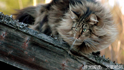 《猫的森林》影评100字