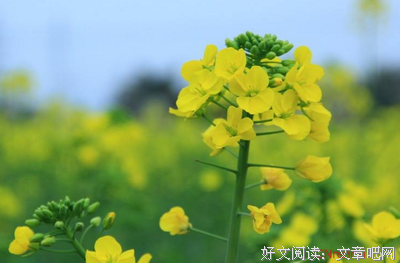 关于花却为风开的句子