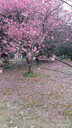 无奈朝来寒雨晚来风优美的句子