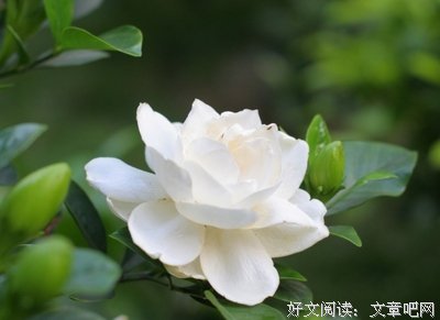 栀子花开句子大全