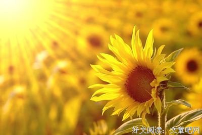 让孩子成为他自己：蒙台梭利家庭教育实战手册读后感1000字