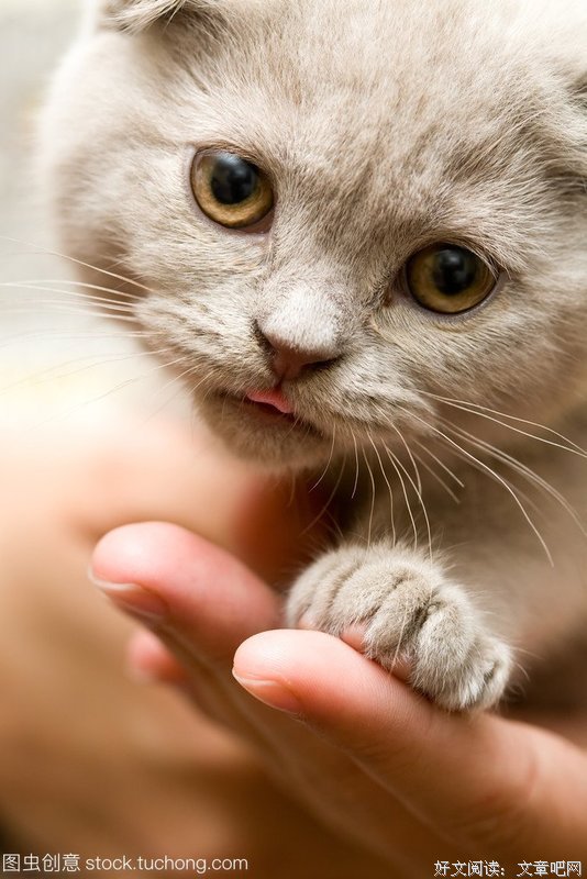 2021苏格兰折耳猫名言大全