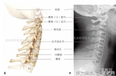 《基础解剖学》经典观后感1000字