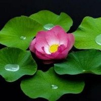 《月下清荷檐下猫》读后感精选
