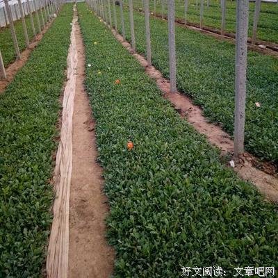 《虞美人草》经典读后感有感
