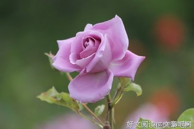 随心，随性句子