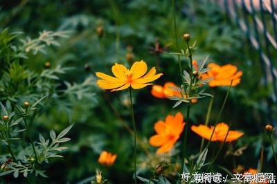 我有故事你有酒吗句子