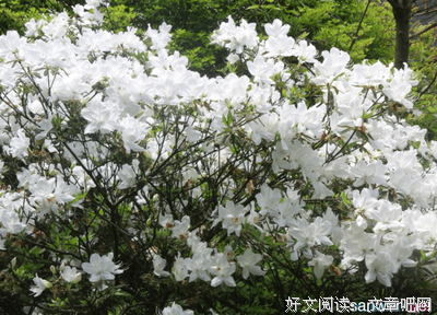 栀子花开好词好句