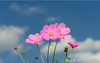 栀子花开优美的句子