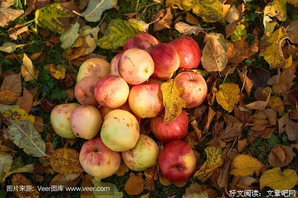 《所有为现实让路的都不是梦想》的读后感大全