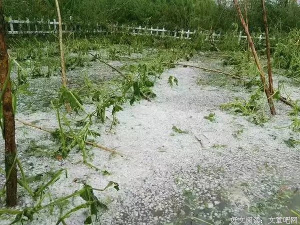 关于奇葩说的优美句子