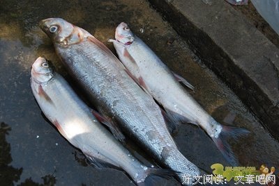 鱼句子大全