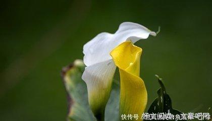 凉情凉心❤的句子