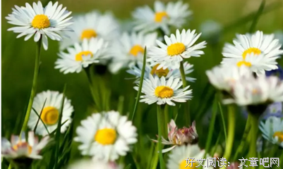 青梅与酒，敬往事不回头句子