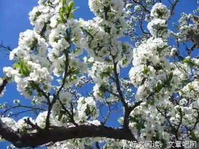 花已开满，你在哪的句子