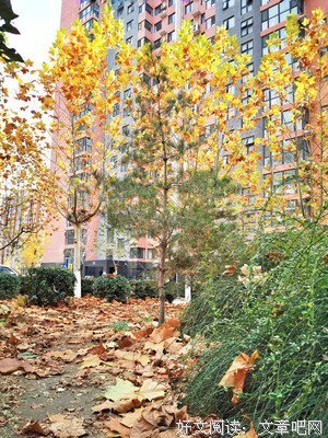 《落叶归根》经典名句