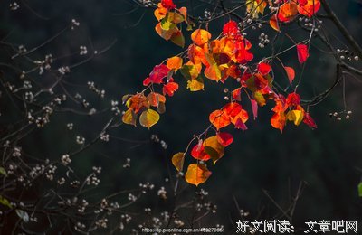 《等到满山红叶时》的影评大全