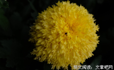 描写翩翩起舞的经典句子