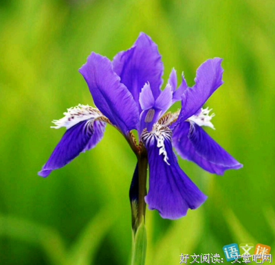 花已开满，你在哪优美的句子