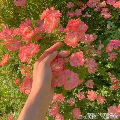把生命浪费在美好的事物上的句子