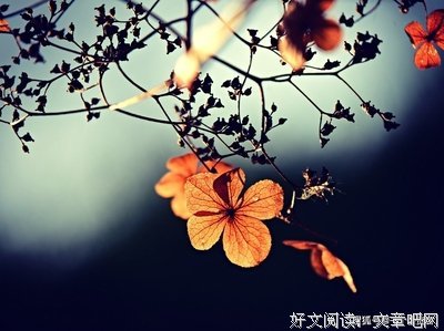 关于目送合集的优美句子