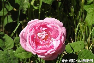 《扰》的句子