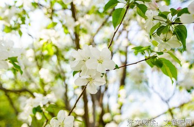 有关生打于似当时，人似当时否的句子