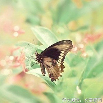 觉年风风才些透彻心扉的。优美的句子