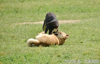 《狗咬狗》影评精选