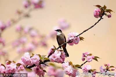 海滨的生灵经典读后感有感