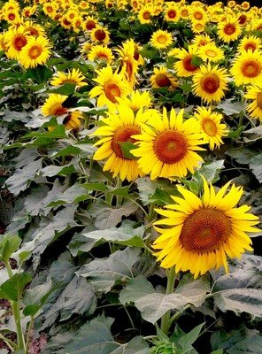 花田半亩经典名句